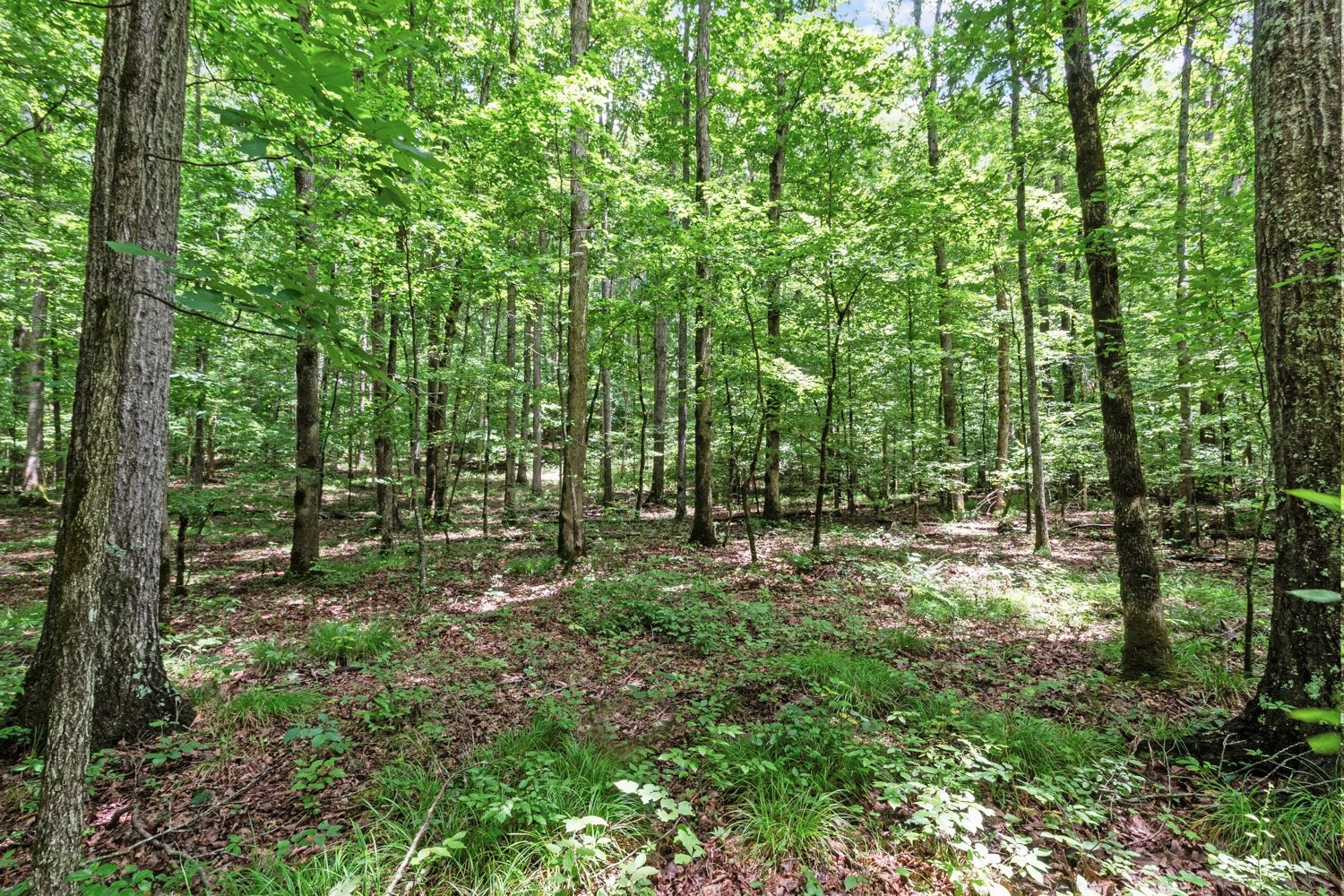185 Ravenridge Rd