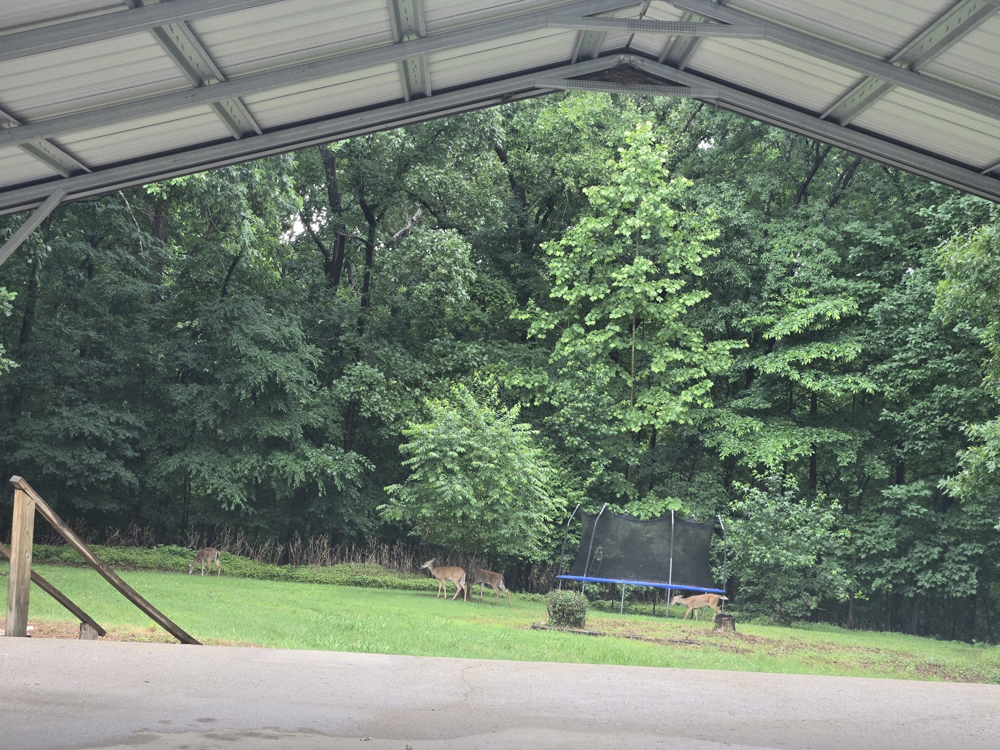 955 Dogwood Dr