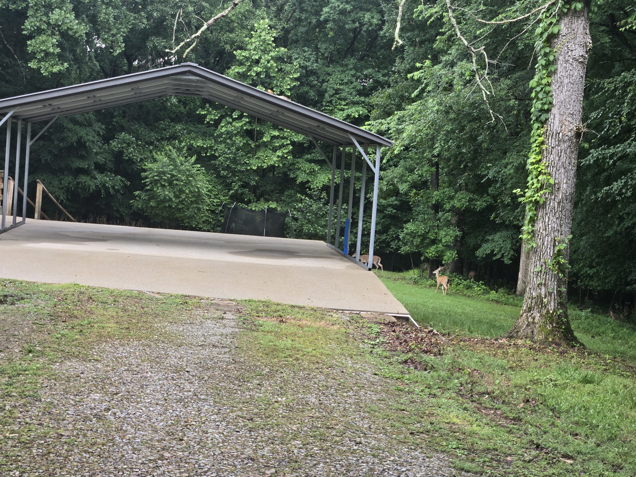 955 Dogwood Dr
