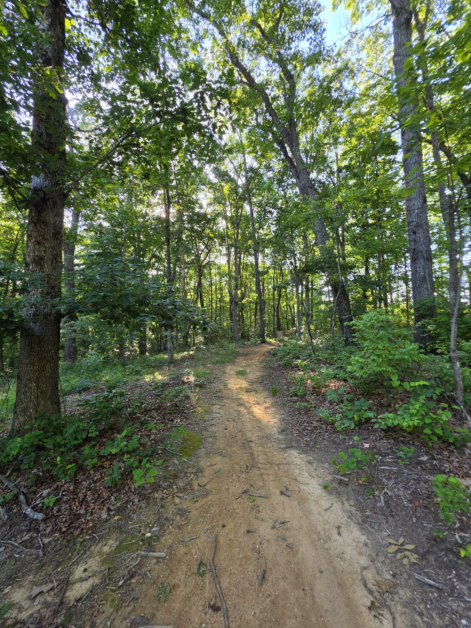 35 Chickory Ln